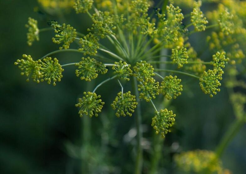 Dill seeds for the preparation of medicinal tincture for cervical osteochondrosis